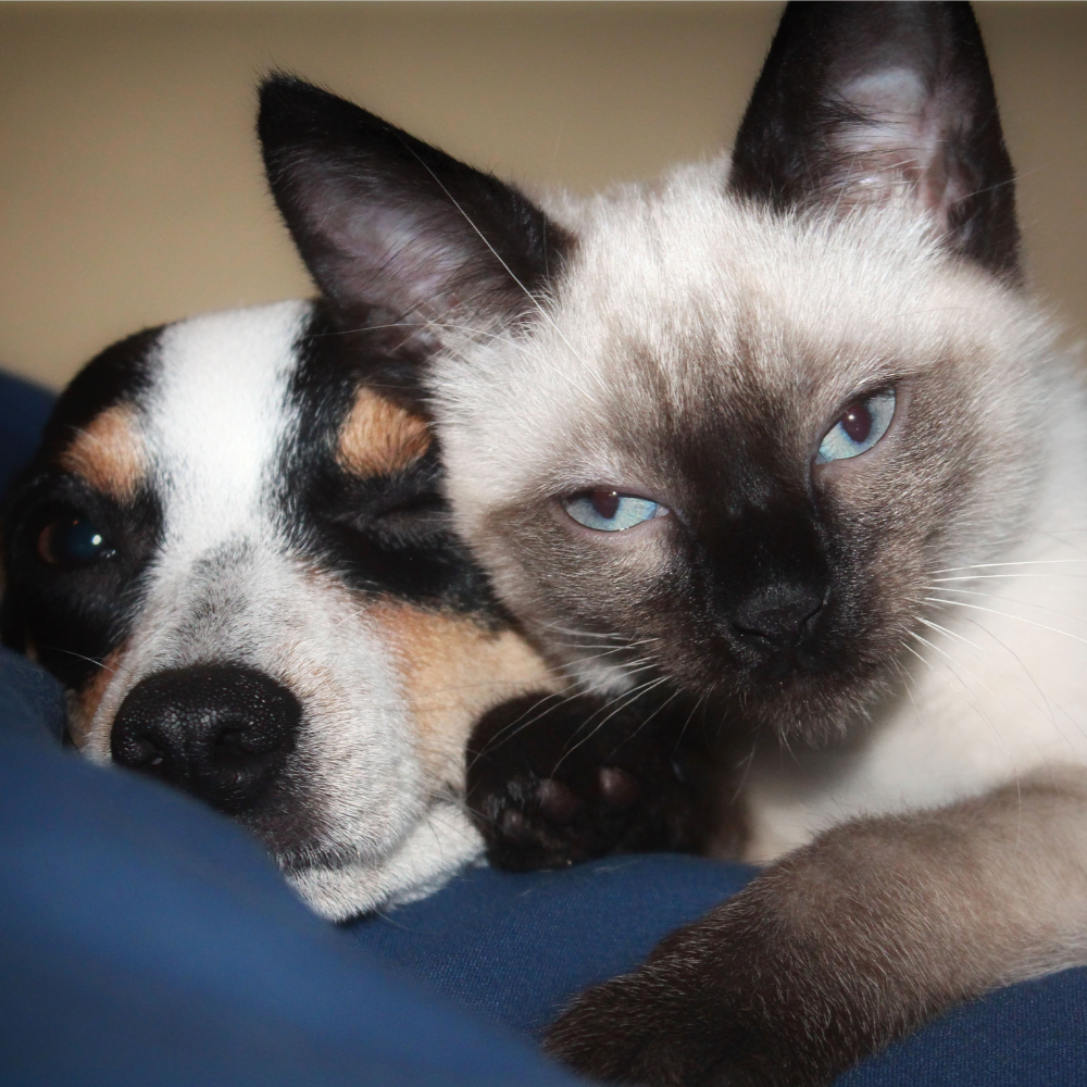 puppy and kitten laying together