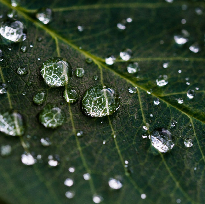 green leaf with water droplets